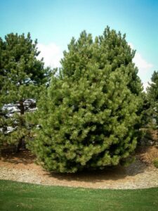 Сосна Чёрная (Pinus Nigra) купить по цене от 270.00р. в интернет-магазине «Посадика» с доставкой почтой в в Малгобеке и по всей России – [изображение №1].