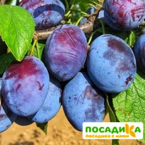 Слива Чачакская ранняя купить по цене от 229.00р. в интернет-магазине «Посадика» с доставкой почтой в в Малгобеке и по всей России – [изображение №1].