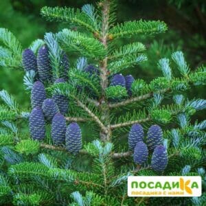 Пихта корейская (Abies koreana) купить по цене от 450.00р. в интернет-магазине «Посадика» с доставкой почтой в в Малгобеке и по всей России – [изображение №1].