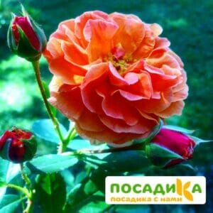 Роза Арабия купить по цене от 350.00р. в интернет-магазине «Посадика» с доставкой почтой в в Малгобеке и по всей России – [изображение №1].