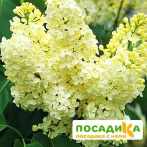 Сирень Примроуз (Primrose) купить по цене от 529.00р. в интернет-магазине «Посадика» с доставкой почтой в в Малгобеке и по всей России – [изображение №1].