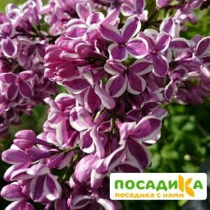 Сирень Сенсация купить по цене от 529.00р. в интернет-магазине «Посадика» с доставкой почтой в в Малгобеке и по всей России – [изображение №1].