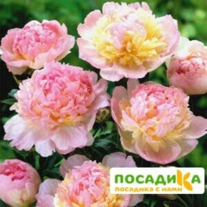 Пион Распберри Сандей (Paeonia Raspberry Sundae) купить по цене от 959р. в интернет-магазине «Посадика» с доставкой почтой в в Малгобеке и по всей России – [изображение №1].