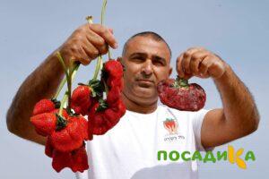 Клубника Гигант Джорнея купить по цене от 266р. в интернет-магазине «Посадика» с доставкой почтой в в Малгобеке и по всей России – [изображение №1].
