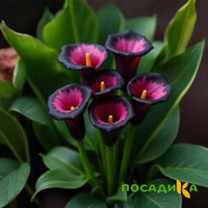 Калла Аура Лейс купить по цене от 400р. в интернет-магазине «Посадика» с доставкой почтой в в Малгобеке и по всей России – [изображение №1].