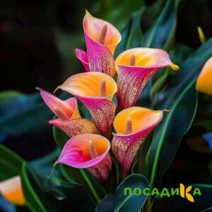 Калла Оникс купить по цене от 450р. в интернет-магазине «Посадика» с доставкой почтой в в Малгобеке и по всей России – [изображение №1].