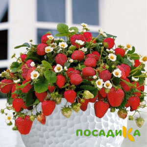 Клубника Рубиновый Шепот (горшечная) купить по цене от 240р. в интернет-магазине «Посадика» с доставкой почтой в в Малгобеке и по всей России – [изображение №1].
