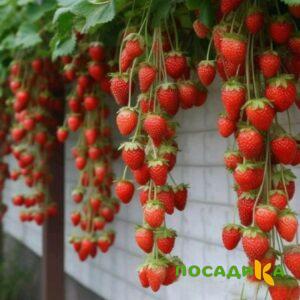 Клубника вьющаяся Комплимент купить по цене от 470р. в интернет-магазине «Посадика» с доставкой почтой в в Малгобеке и по всей России – [изображение №1].