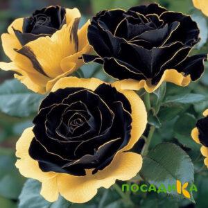 Роза Ханни Сикл купить по цене от 700р. в интернет-магазине «Посадика» с доставкой почтой в в Малгобеке и по всей России – [изображение №1].