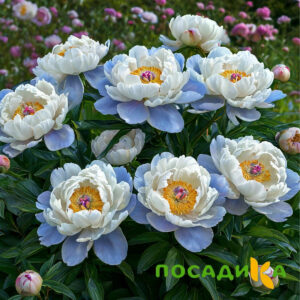 Пион акварельный Этюд купить по цене от 806р. в интернет-магазине «Посадика» с доставкой почтой в в Малгобеке и по всей России – [изображение №1].