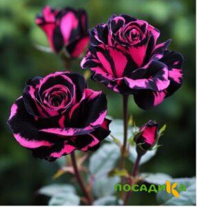 Роза Багровый Шепот купить по цене от 366р. в интернет-магазине «Посадика» с доставкой почтой в в Малгобеке и по всей России – [изображение №1].