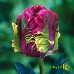 Тюльпан Экзотик Хэвен купить по цене от 186р. в интернет-магазине «Посадика» с доставкой почтой в в Малгобеке и по всей России – [изображение №1].