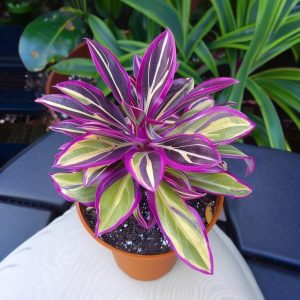 Хоста Сильвер Стик купить по цене от 650р. в интернет-магазине «Посадика» с доставкой почтой в в Малгобеке и по всей России – [изображение №1].