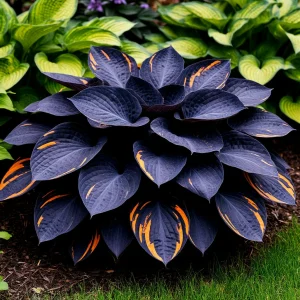 Хоста Умбра купить по цене от 349р. в интернет-магазине «Посадика» с доставкой почтой в в Малгобеке и по всей России – [изображение №1].