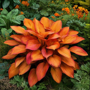 Хоста Солнечный Нектар купить по цене от 605р. в интернет-магазине «Посадика» с доставкой почтой в в Малгобеке и по всей России – [изображение №1].