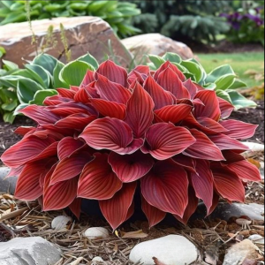 Хоста Рэд Эйнджл купить по цене от 549р. в интернет-магазине «Посадика» с доставкой почтой в в Малгобеке и по всей России – [изображение №1].