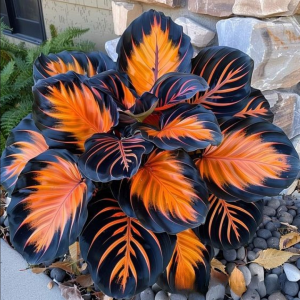 Хоста Сикрет Форест купить по цене от 601р. в интернет-магазине «Посадика» с доставкой почтой в в Малгобеке и по всей России – [изображение №1].