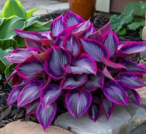 Хоста Сикрет Гарденс купить по цене от 549р. в интернет-магазине «Посадика» с доставкой почтой в в Малгобеке и по всей России – [изображение №1].