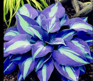 Хоста Аурелия купить по цене от 450р. в интернет-магазине «Посадика» с доставкой почтой в в Малгобеке и по всей России – [изображение №1].